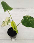 Monstera Deliciosa 'Mint'