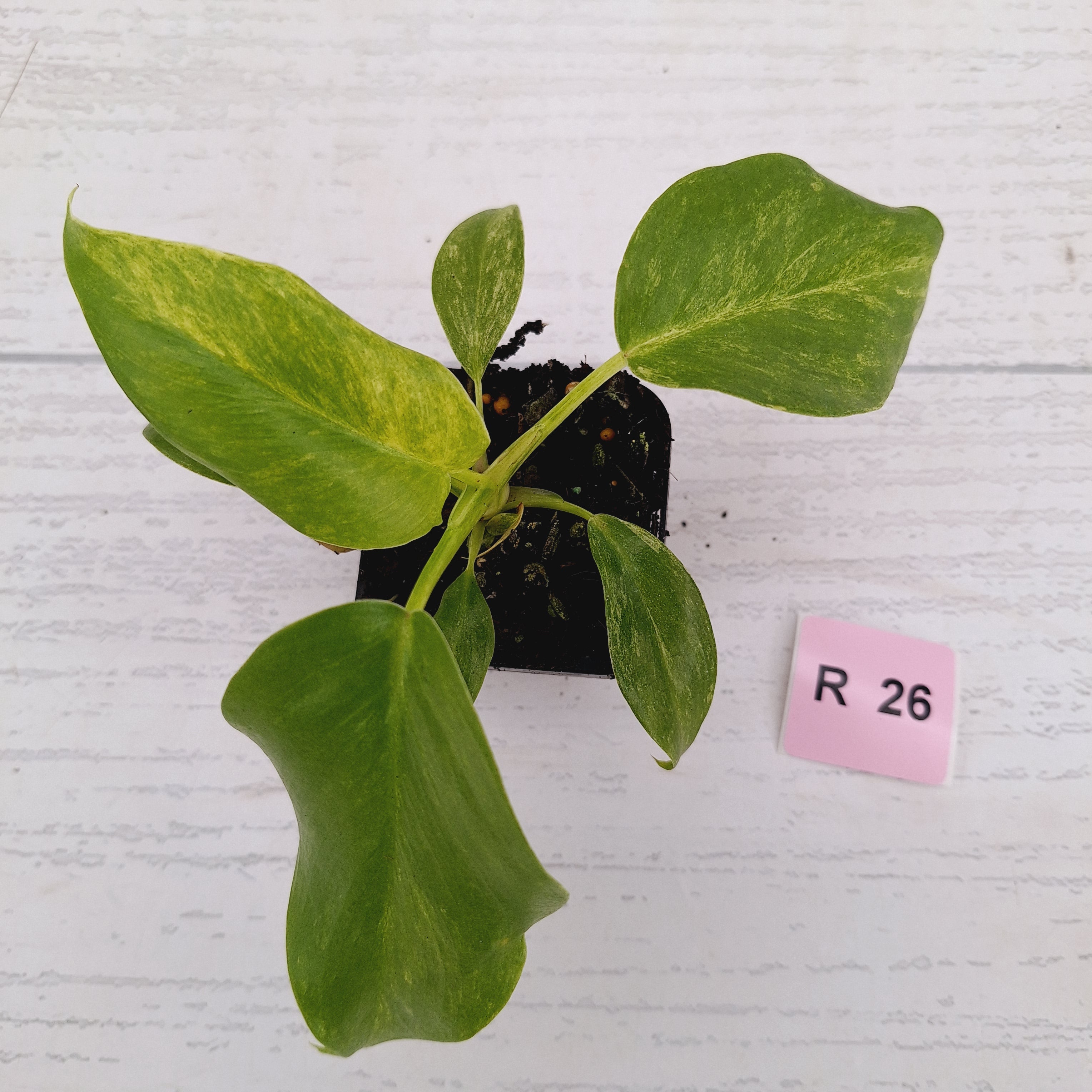 Philodendron giganteum Blizzard - SALE