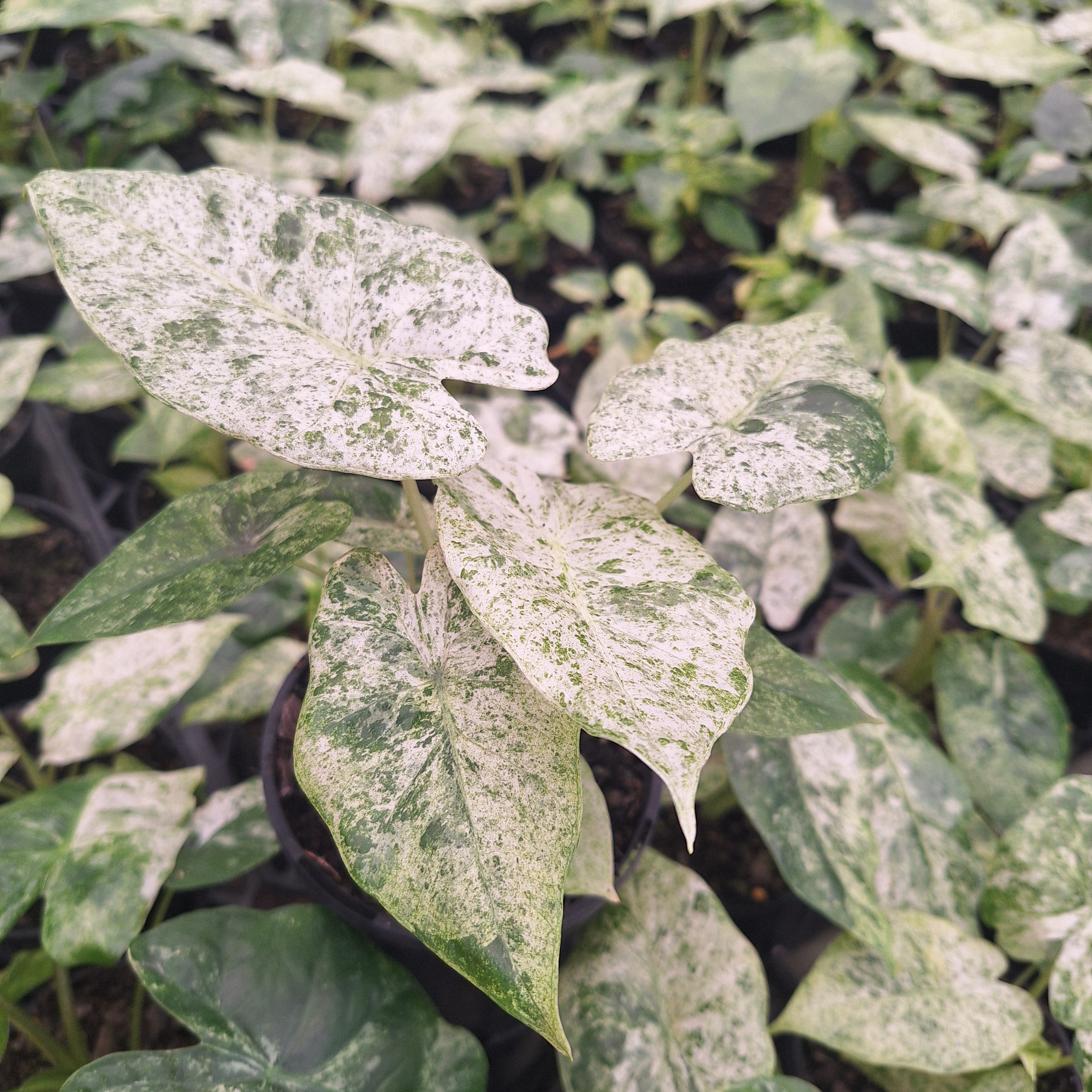 Alocasia odora' Batik '