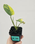 Monstera deliciosa Variegata