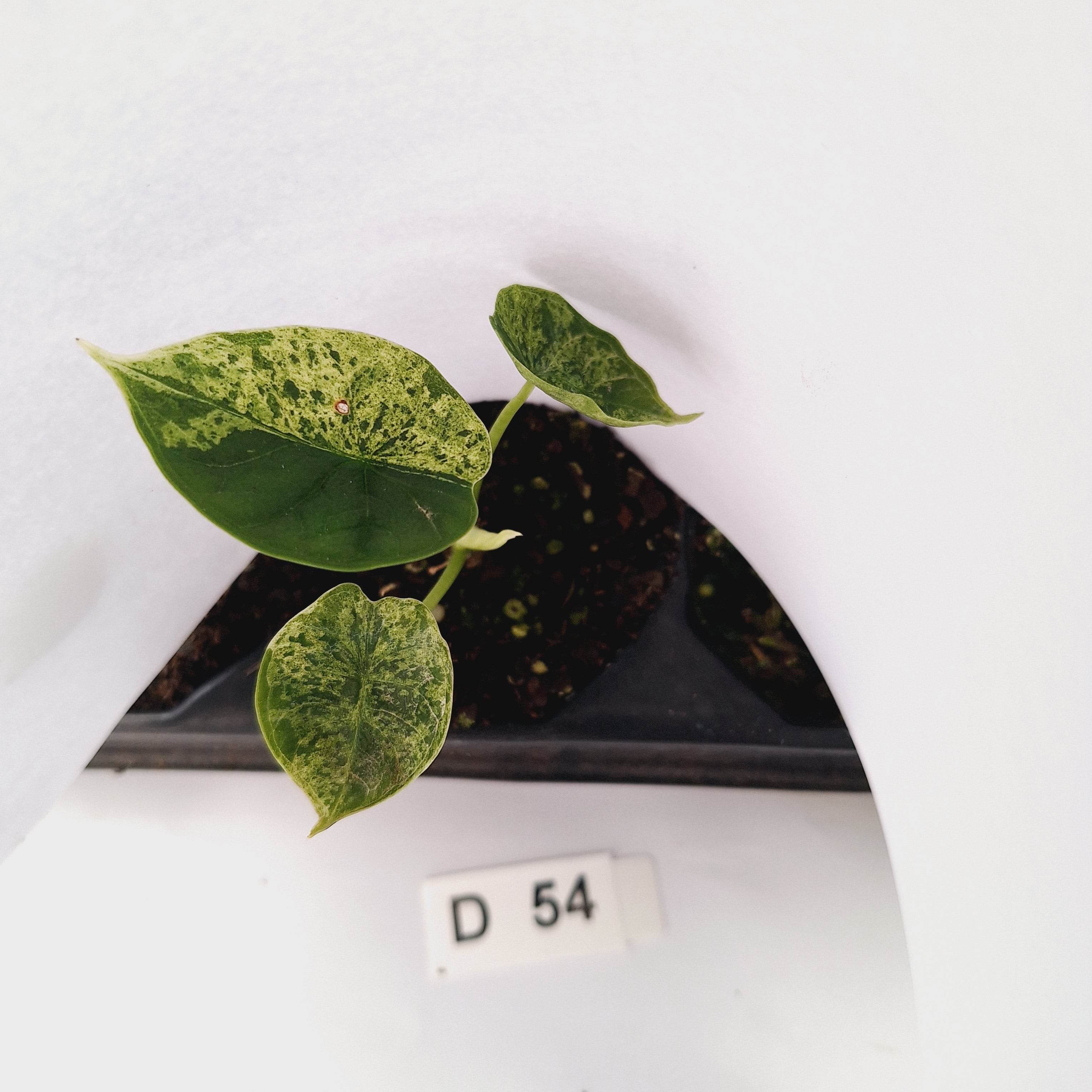 Alocasia baginda ‘Dragon Scale Mint’ - Bare Bottom Baby