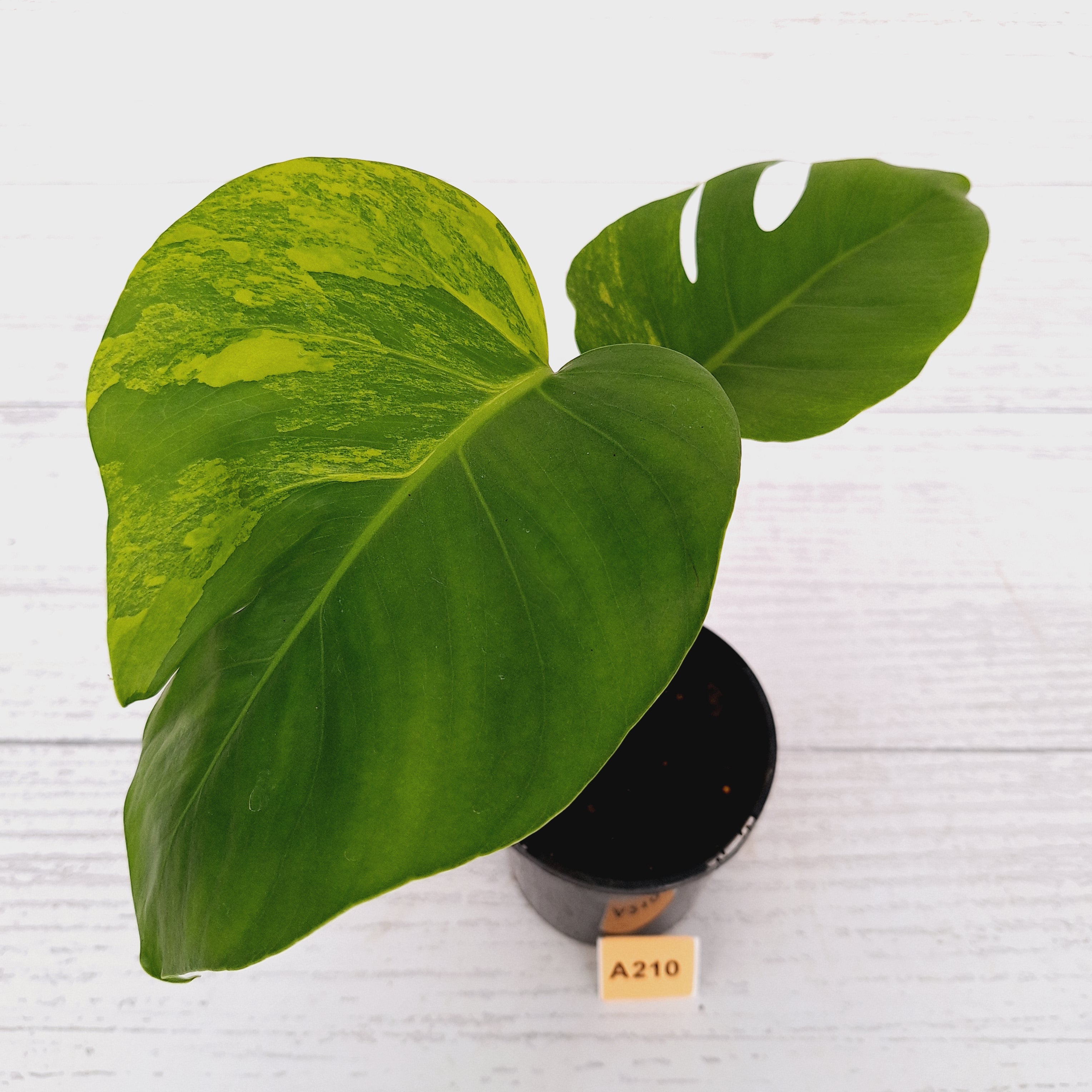 Monstera borsigiana &#39;Aurea&#39;