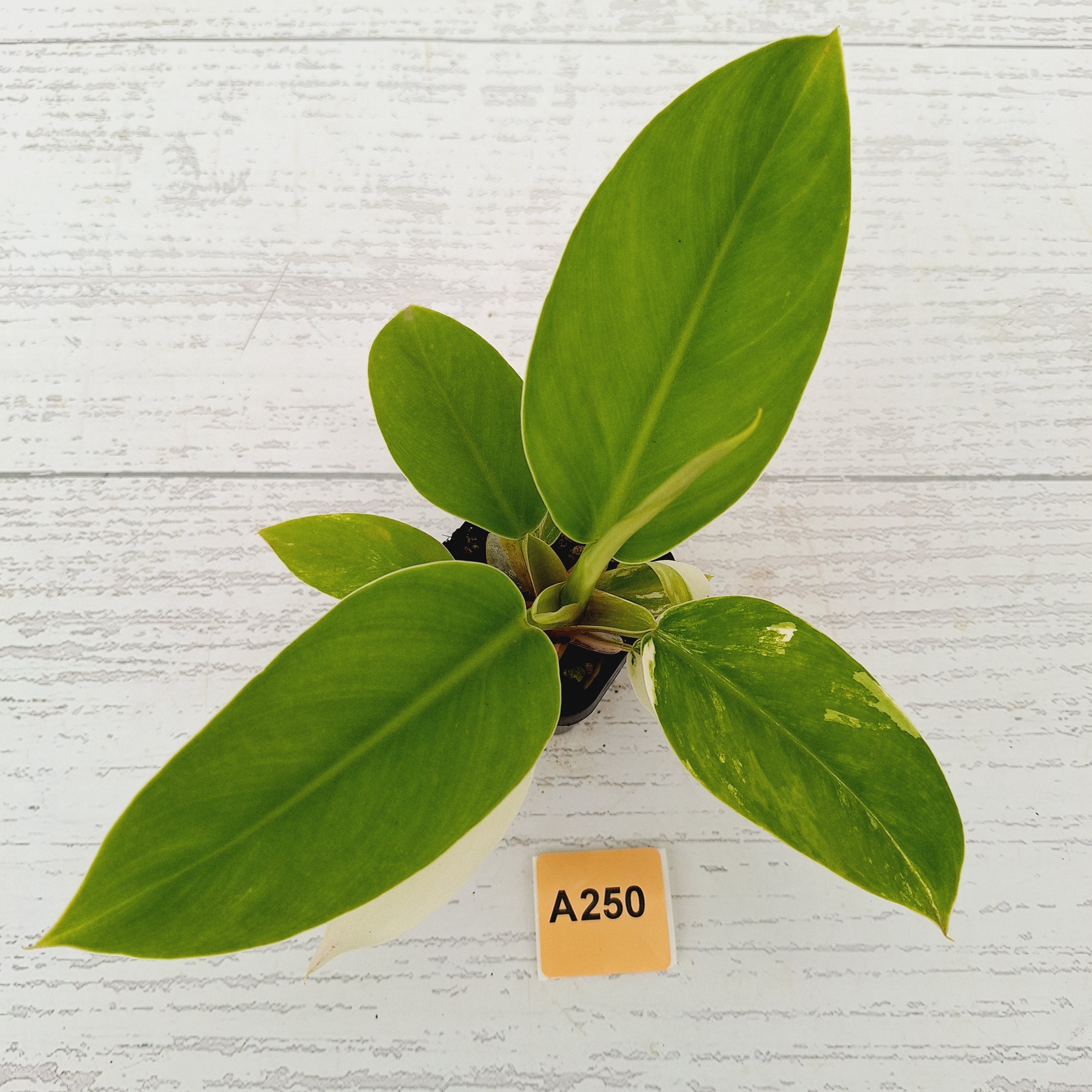 Philodendron imperial green variegata