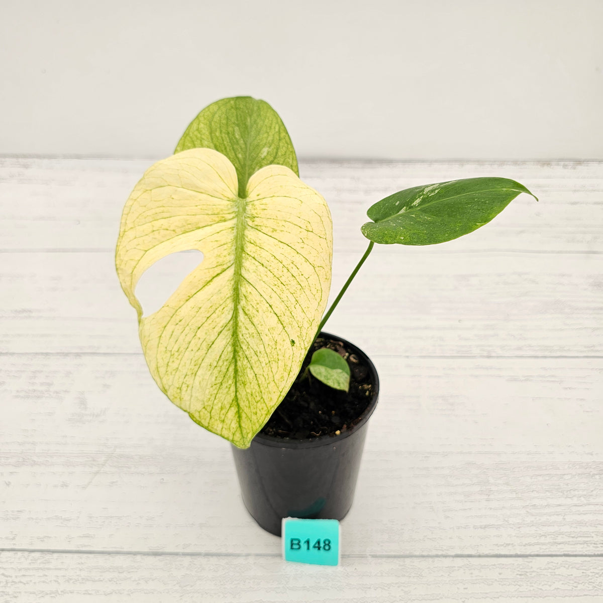 Monstera Deliciosa 'White Monster'