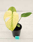 Monstera Deliciosa 'White Monster'