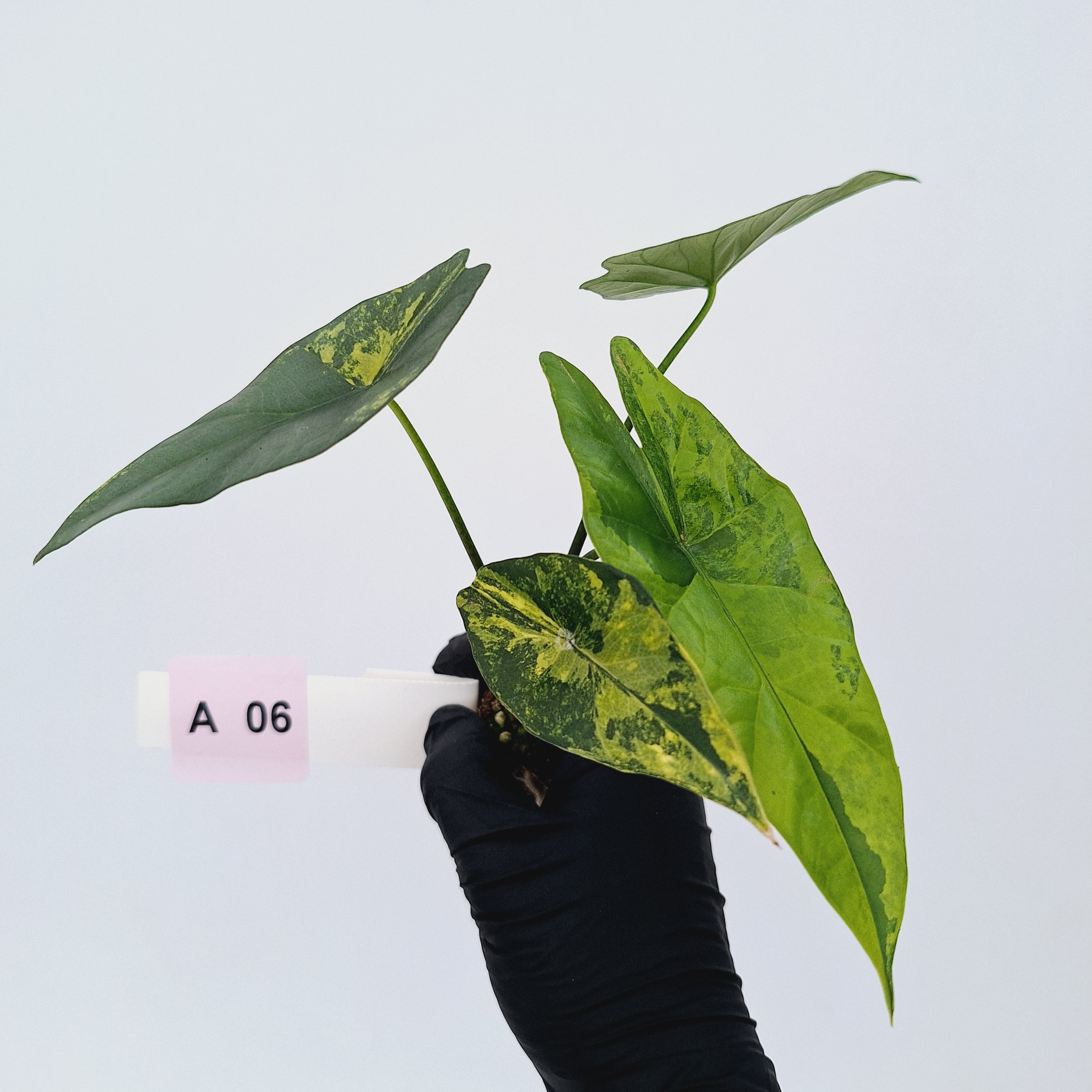 Alocasia ‘Simpo Aurea’ Variegata - Bare Bottom Baby