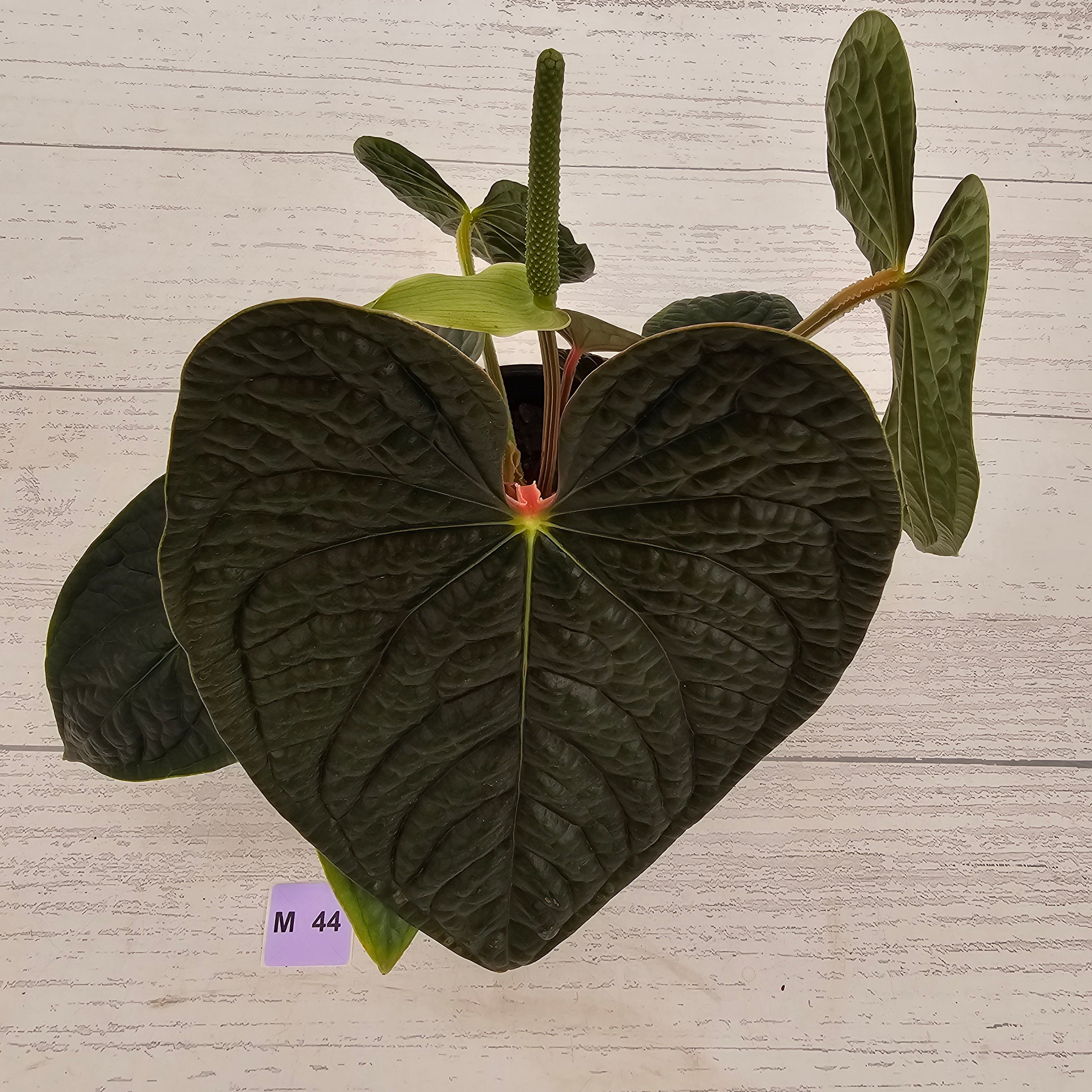 Anthurium Luxurians