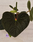 Anthurium Luxurians