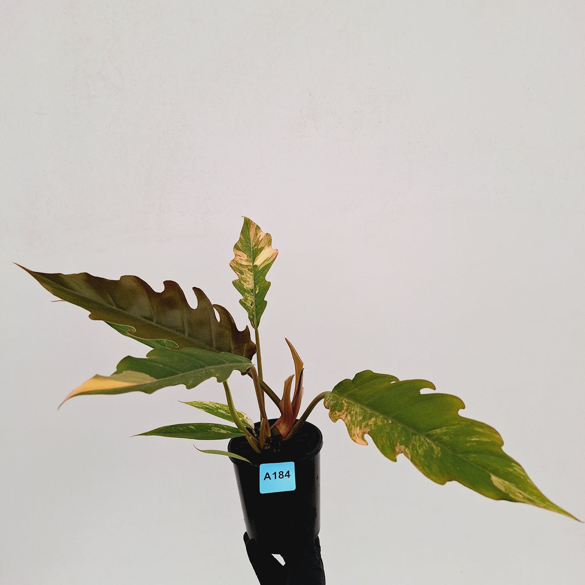Philodendron serratum 'Caramel Marble' -flash sale