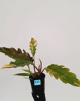 Philodendron serratum 'Caramel Marble' -flash sale