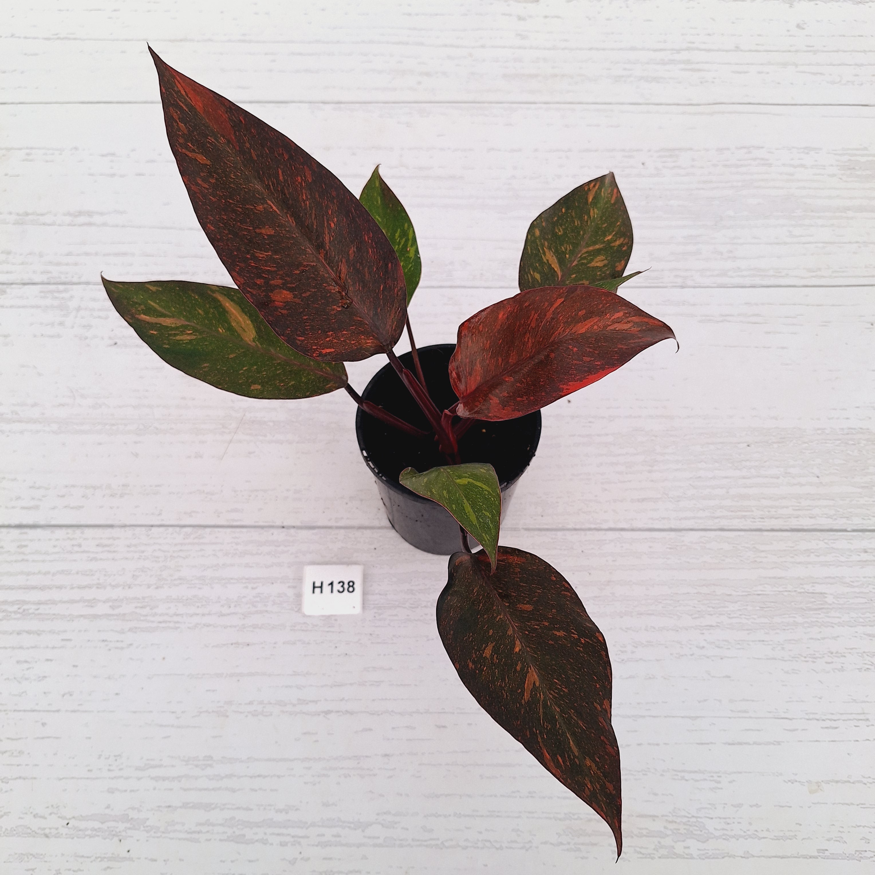 Philodendron 'Orange Princess'
