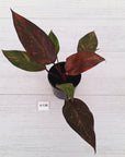 Philodendron 'Orange Princess'