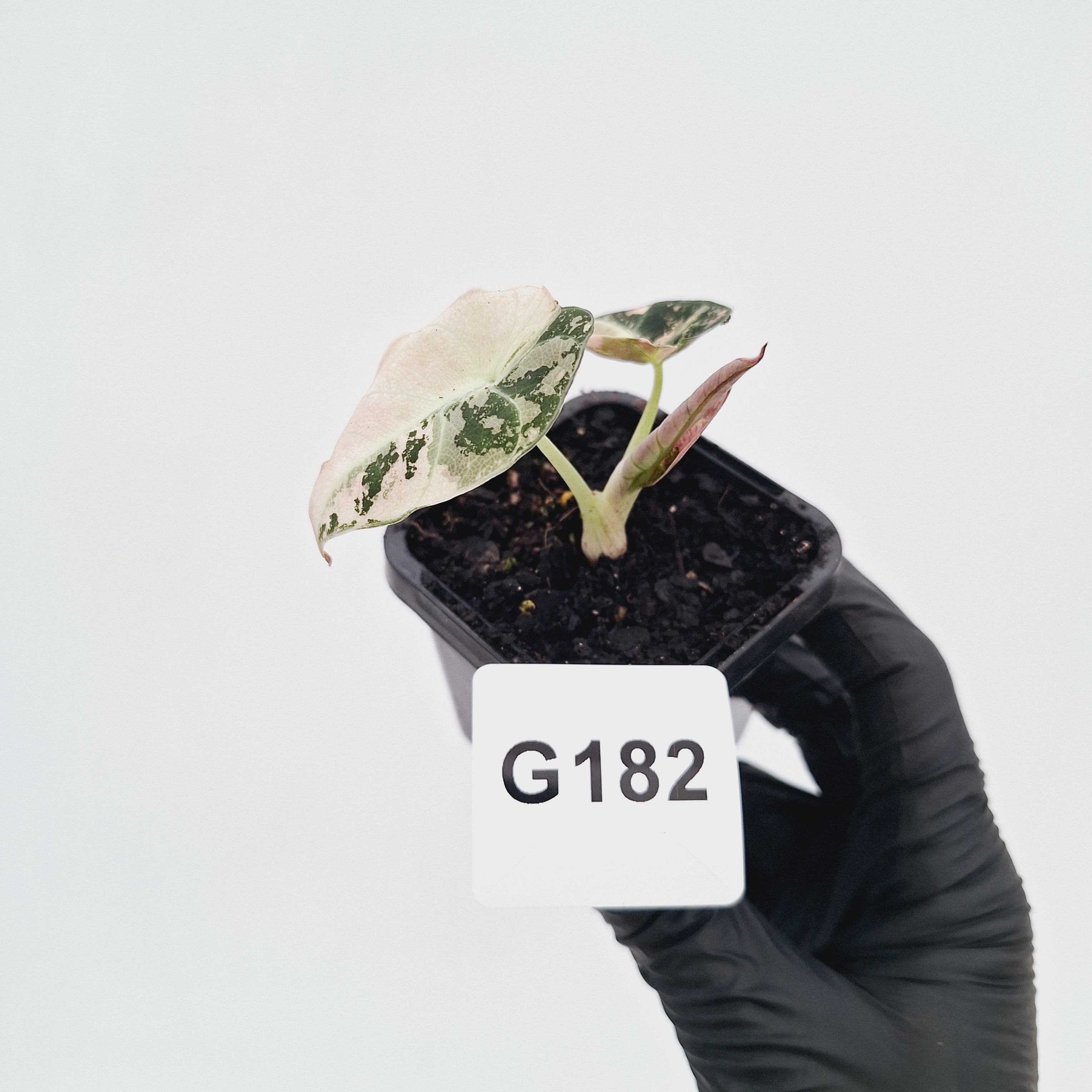 Alocasia reginula 'Black Velvet variegata'
