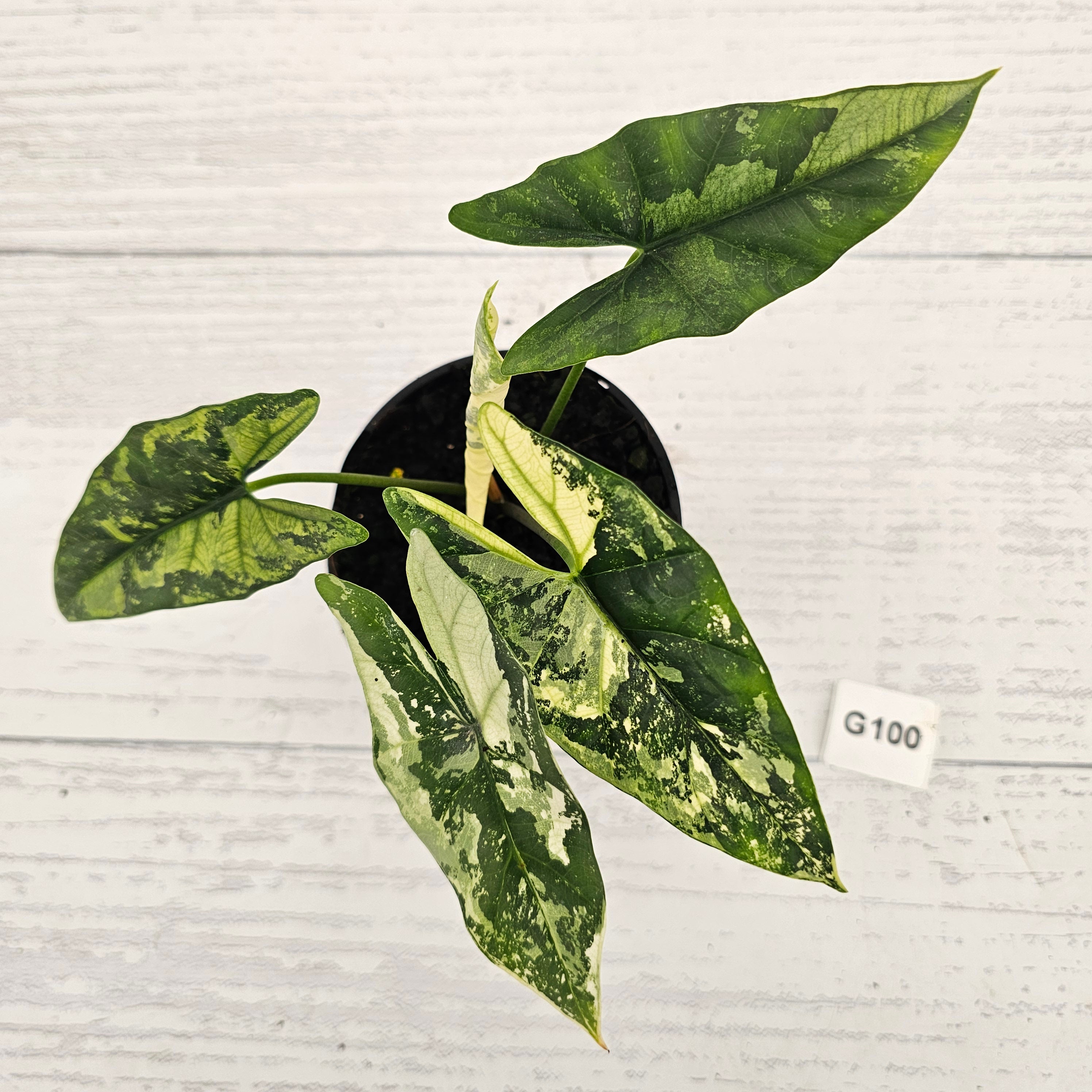 Alocasia ‘Simpo Albo’ Variegata - SALE