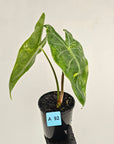 Alocasia  no ID
