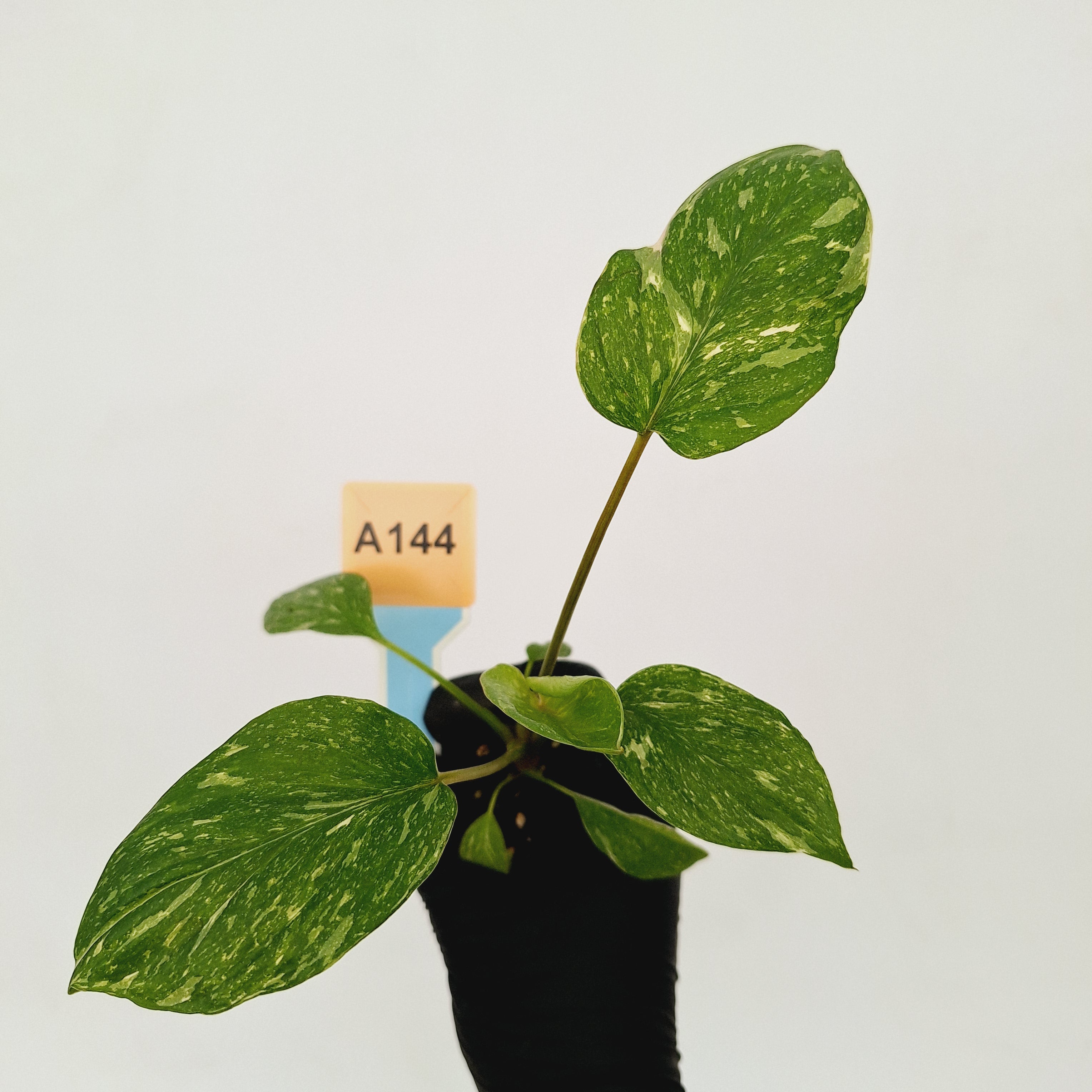 Homalomena rubescens Variegata &#39; White Spots&#39; - Bare Bottom Baby