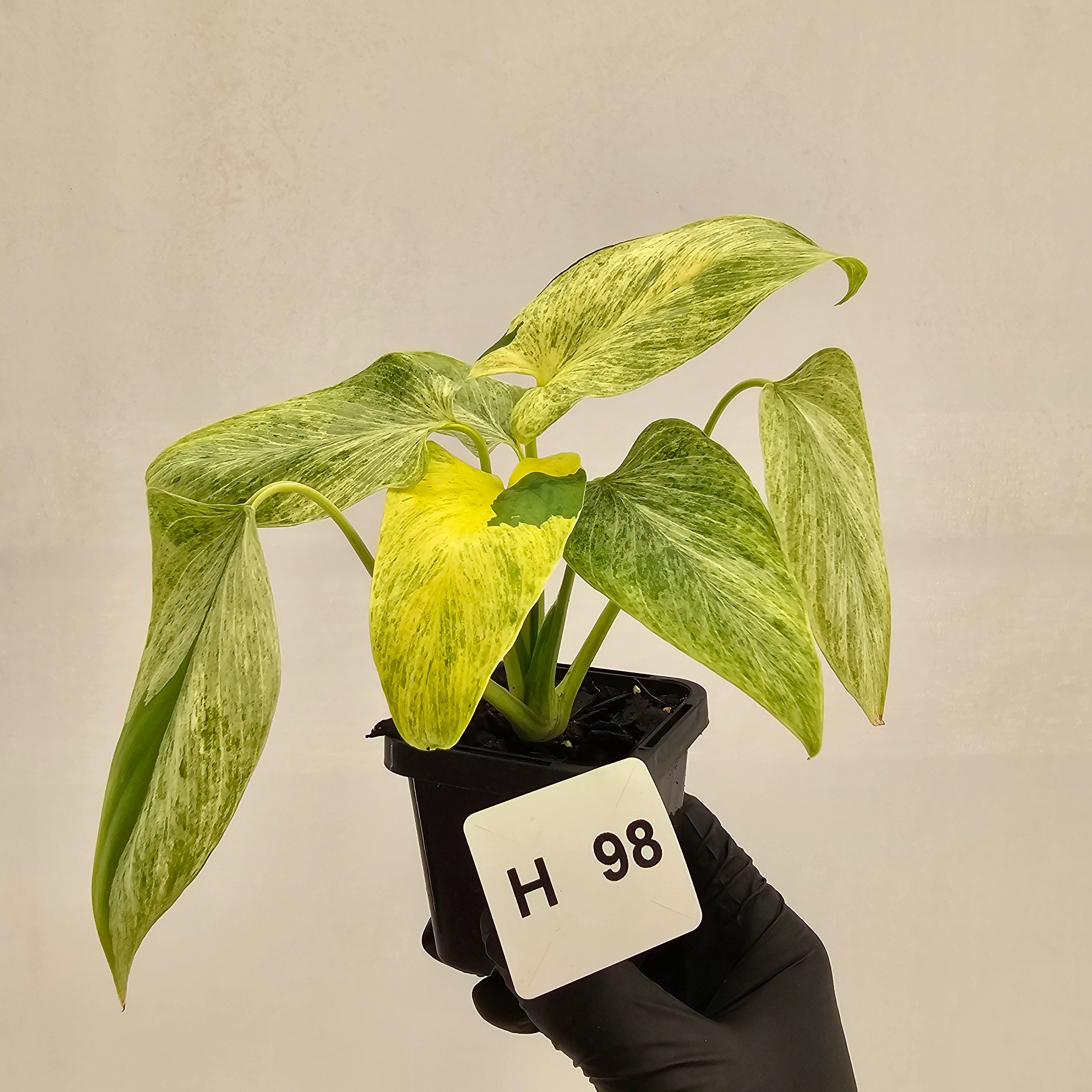 Homalomena sulcata ‘Cream Frost’ - SALE
