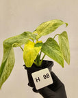Homalomena sulcata ‘Cream Frost’ - SALE