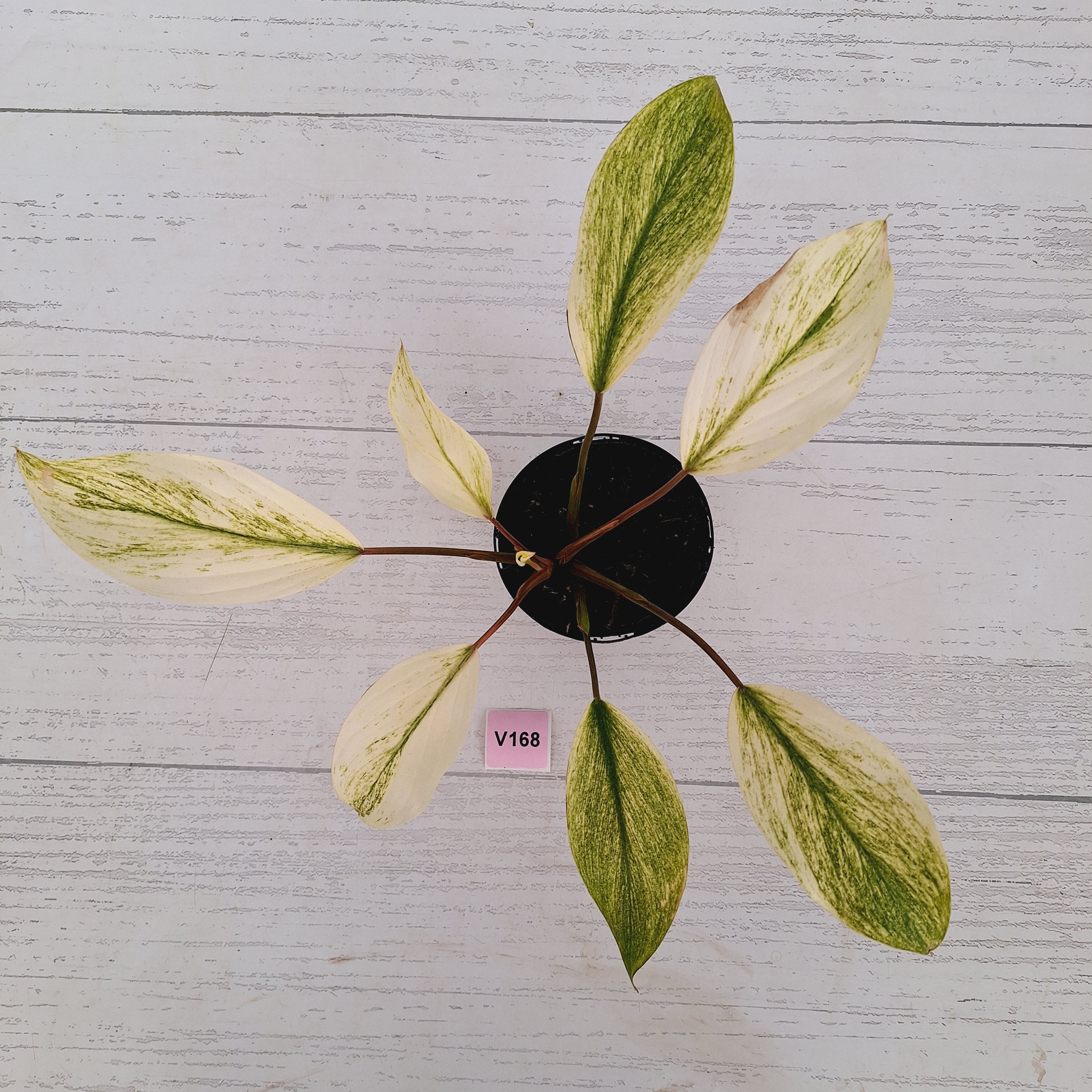 Homalomena Tropical Green Variegata -sale