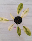 Homalomena Tropical Green Variegata -sale