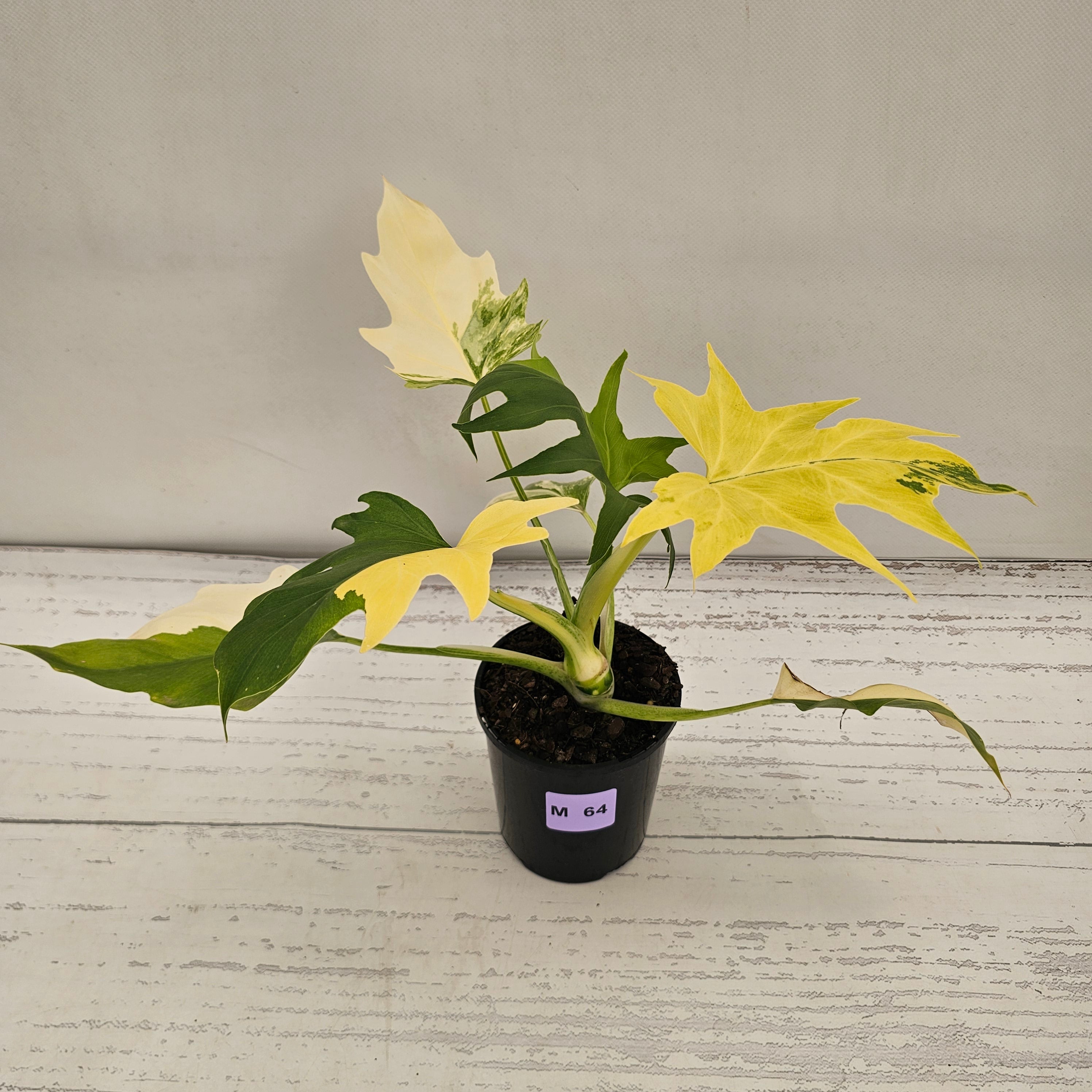 Philodendron warscewiczii 'Gold Variegata'
