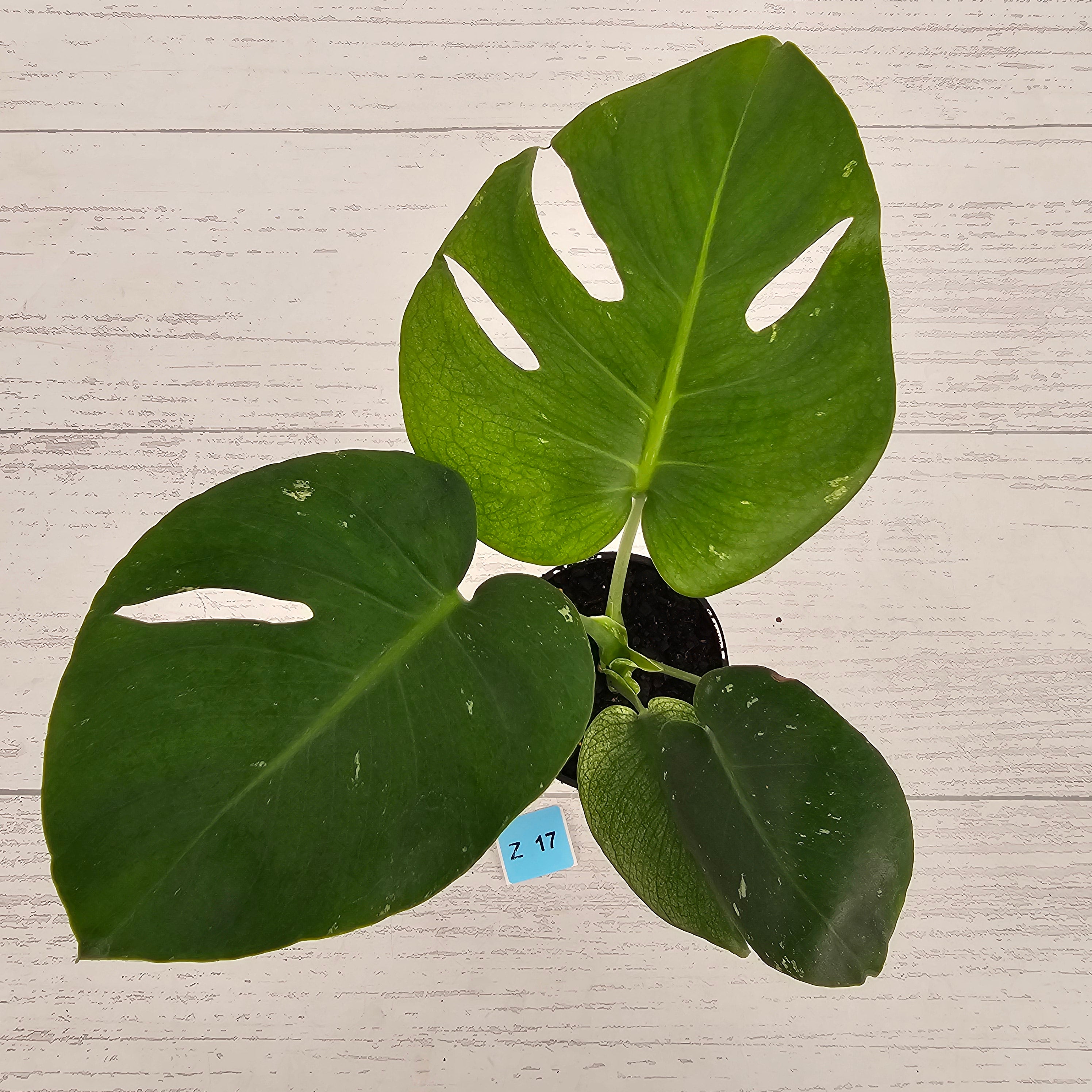 Monstera Deliciosa 'Mint'
