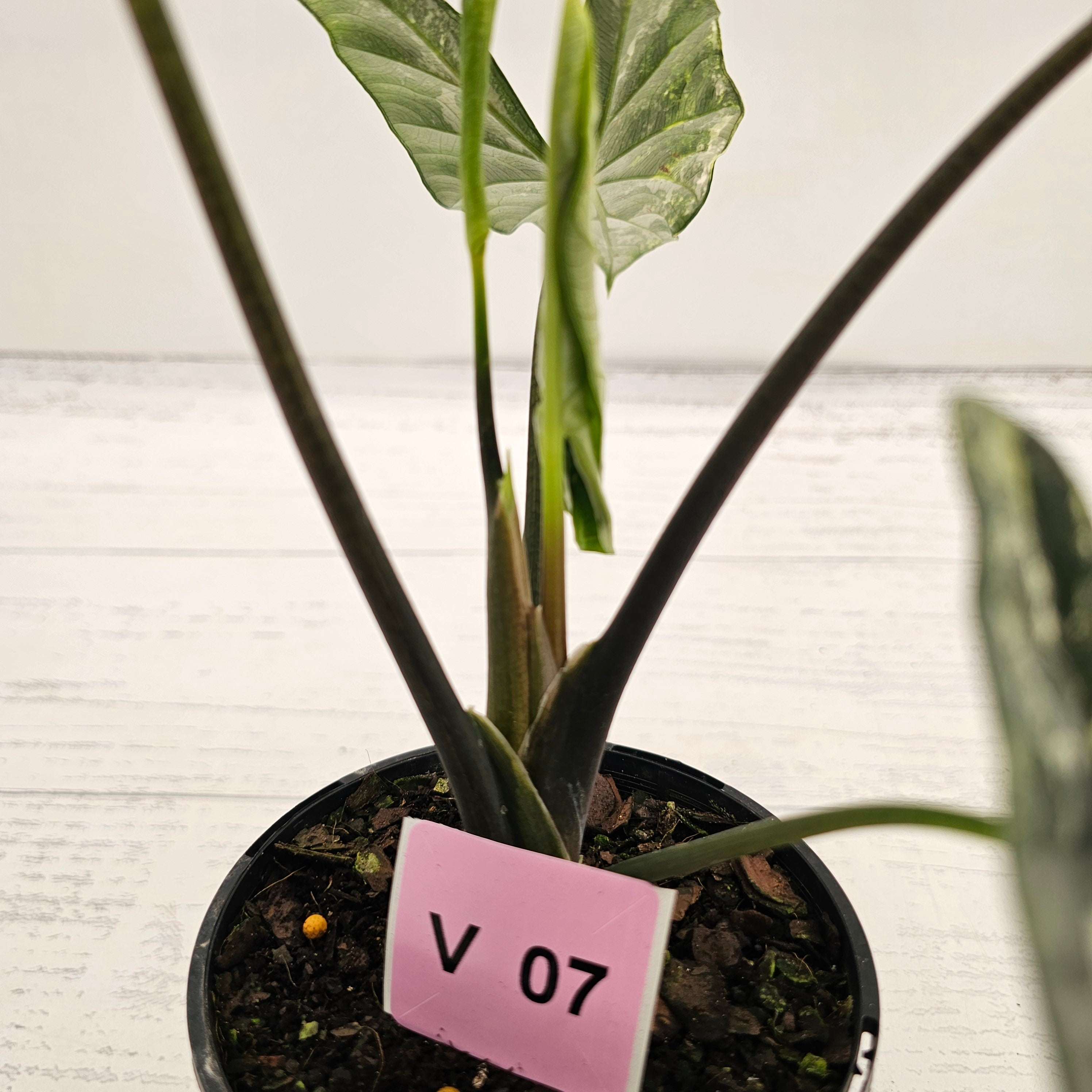 Alocasia ‘Simpo Albo’ Variegata - SALE