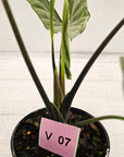 Alocasia ‘Simpo Albo’ Variegata - SALE