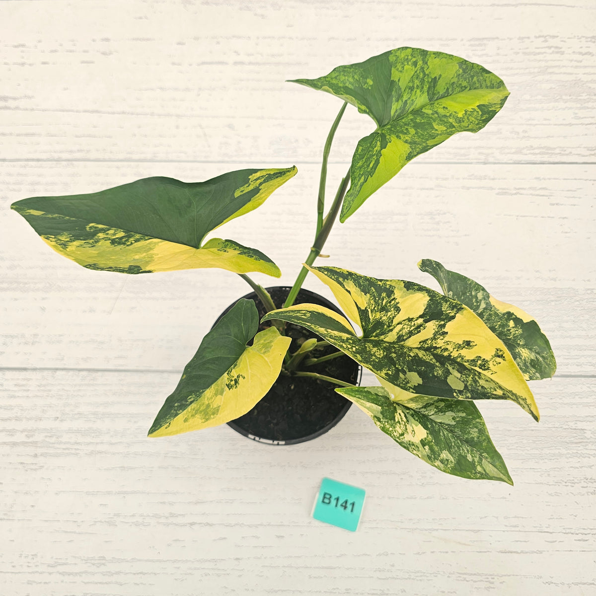 Syngonium podophyllum 'Gold'