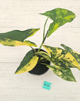 Syngonium podophyllum 'Gold'