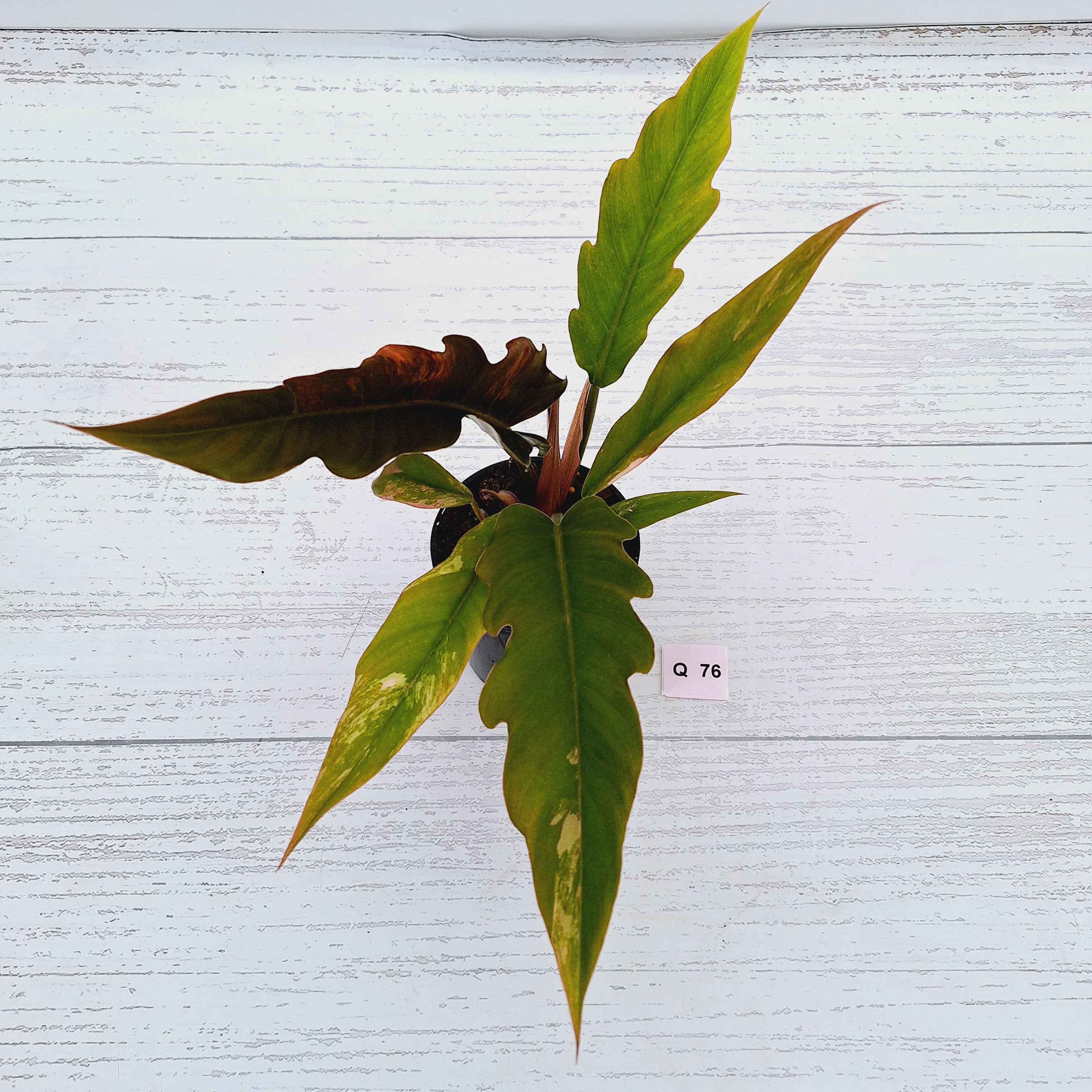 Philodendron serratum Caramel Marble