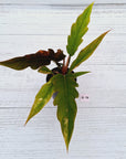 Philodendron serratum Caramel Marble