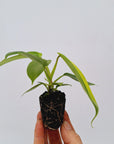 Philodendron pedatum Florida Beauty - Bare Bottom Baby