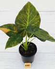 Alocasia 'Regal Shields'  variegata
