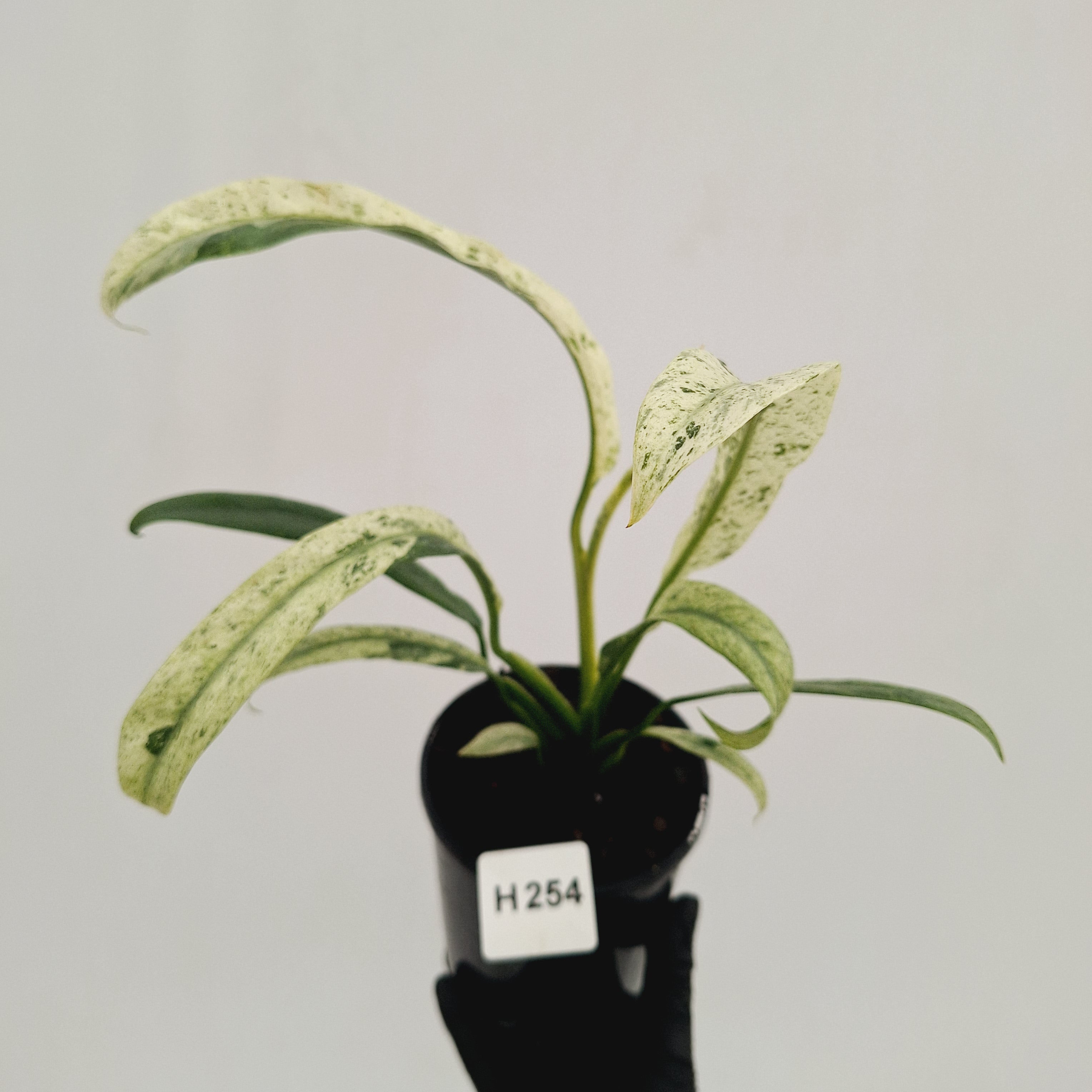 Epipremnum giganteum variegata
