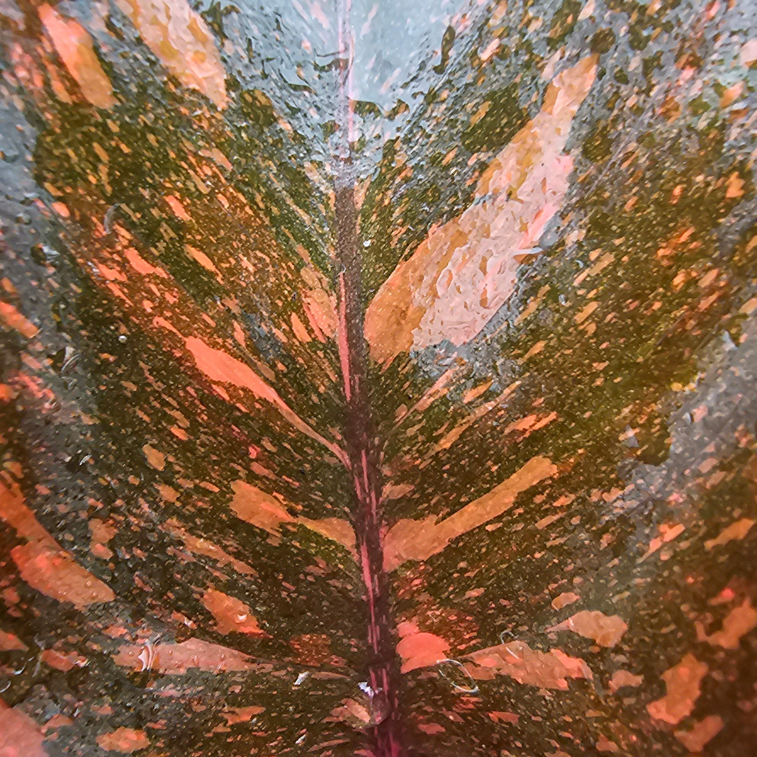 Philodendron 'Orange Princess'