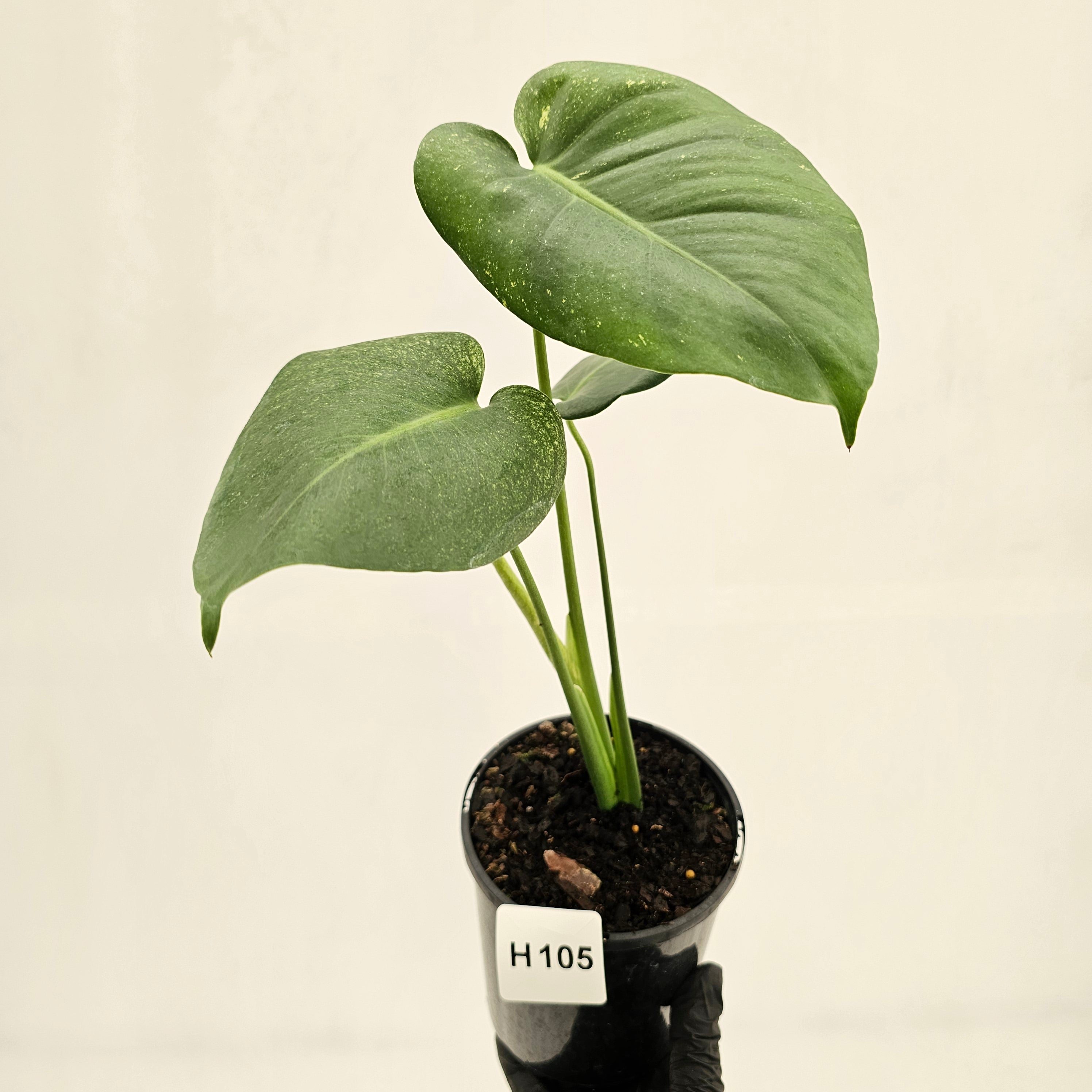 Monstera Deliciosa 'Mint'