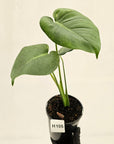 Monstera Deliciosa 'Mint'