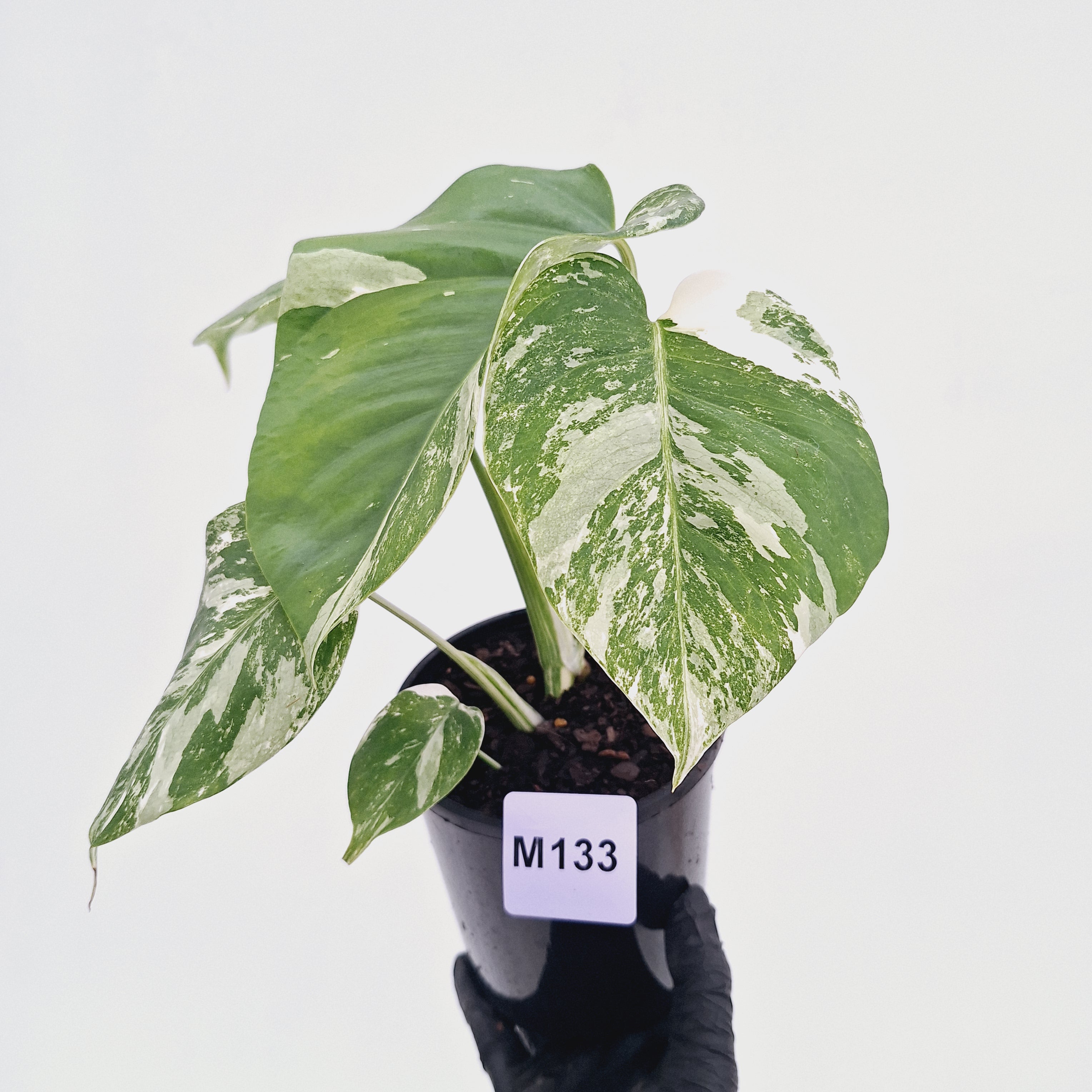 Monstera borsigiana 'Albo'
