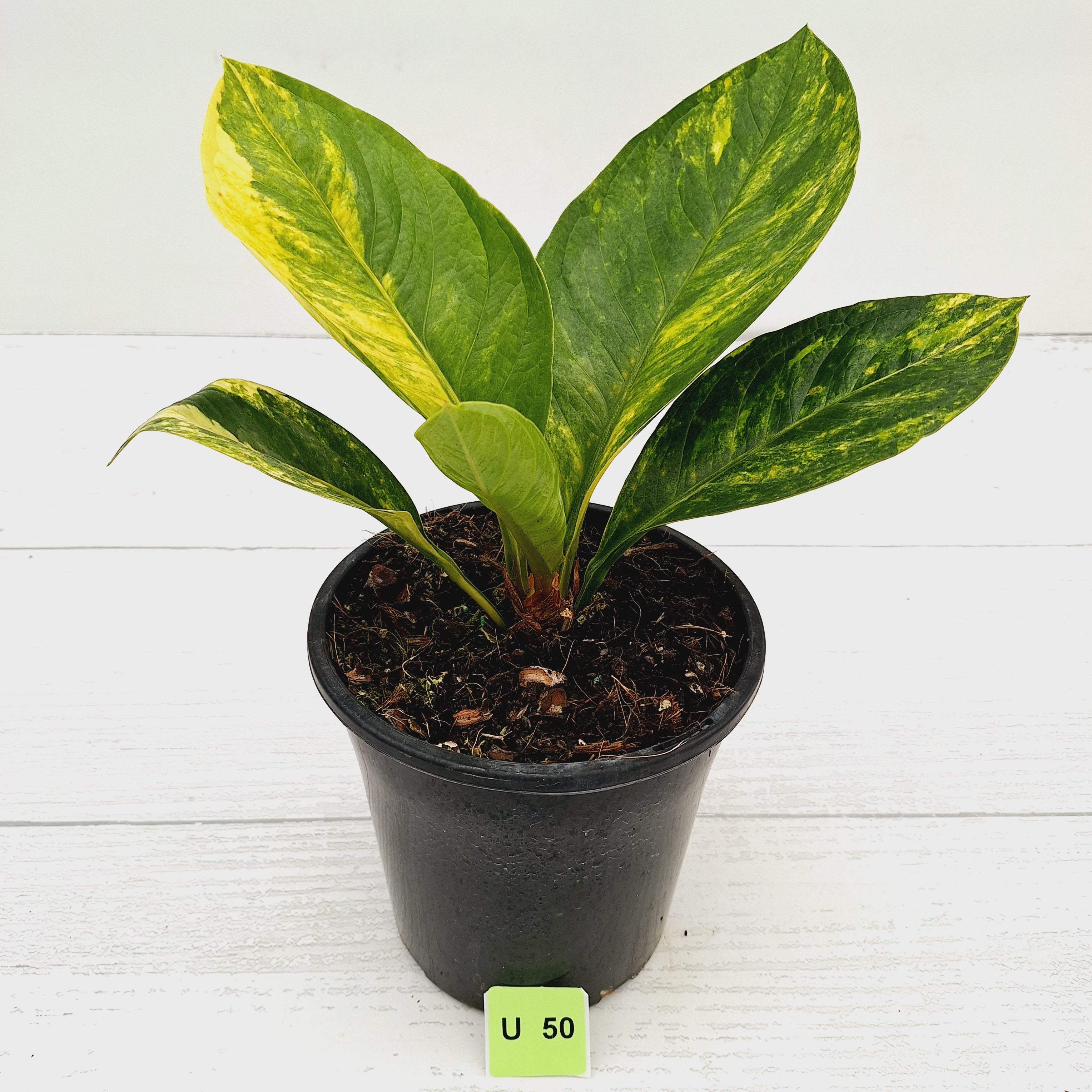 Anthurium jenmanii Variegata