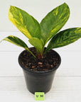 Anthurium jenmanii Variegata
