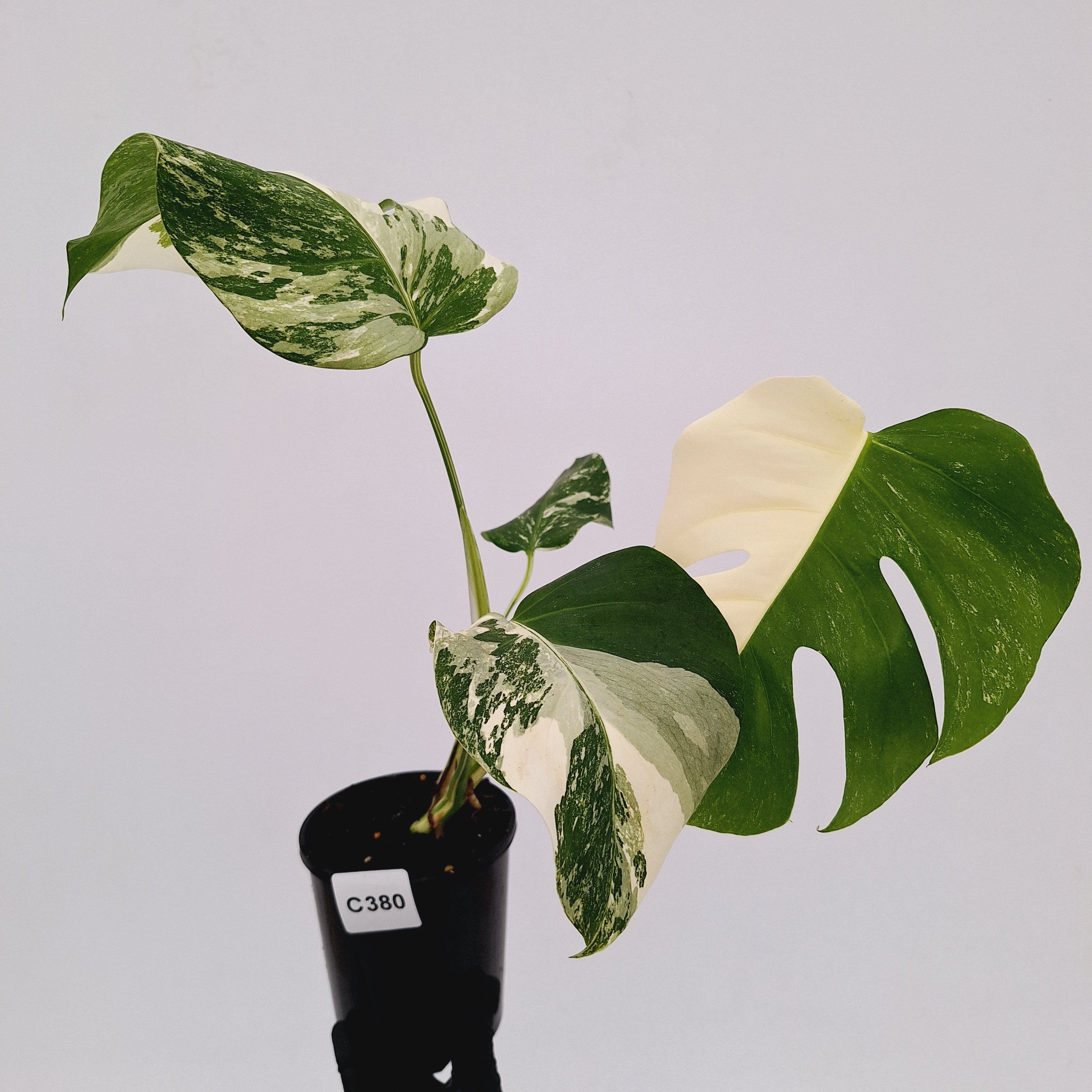 Monstera borsigiana 'Albo'