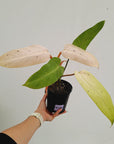 Philodendron  'Whipple Way' SALE