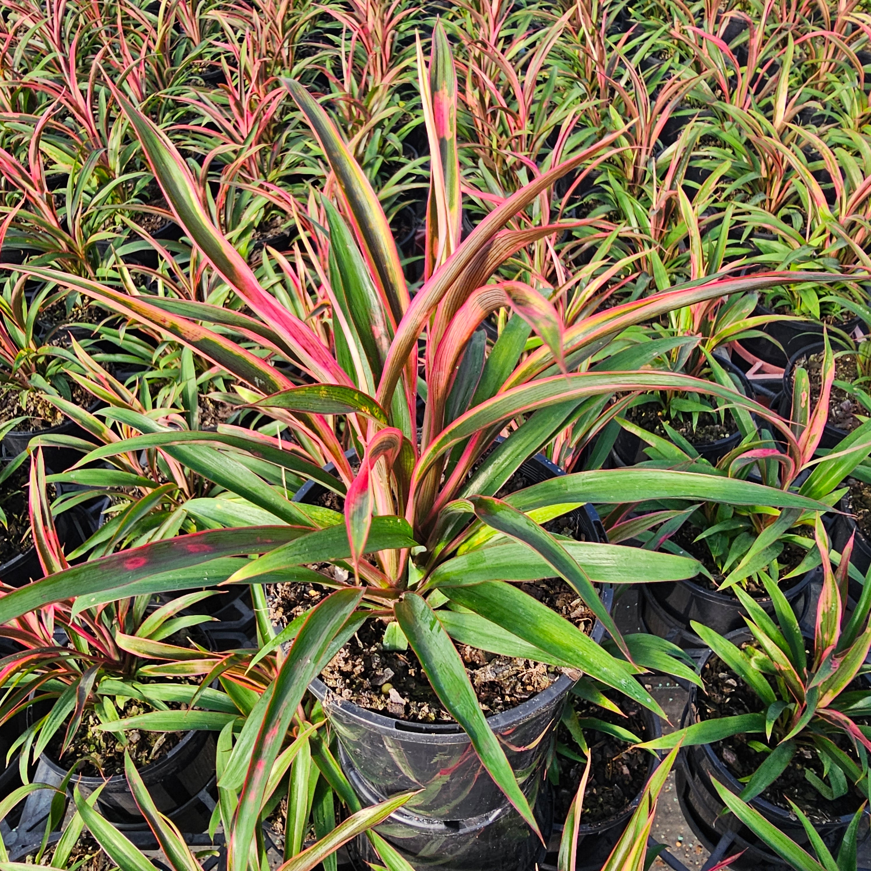 Cordyline fruticosa 'Red Boy'