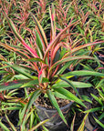 Cordyline fruticosa 'Red Boy'