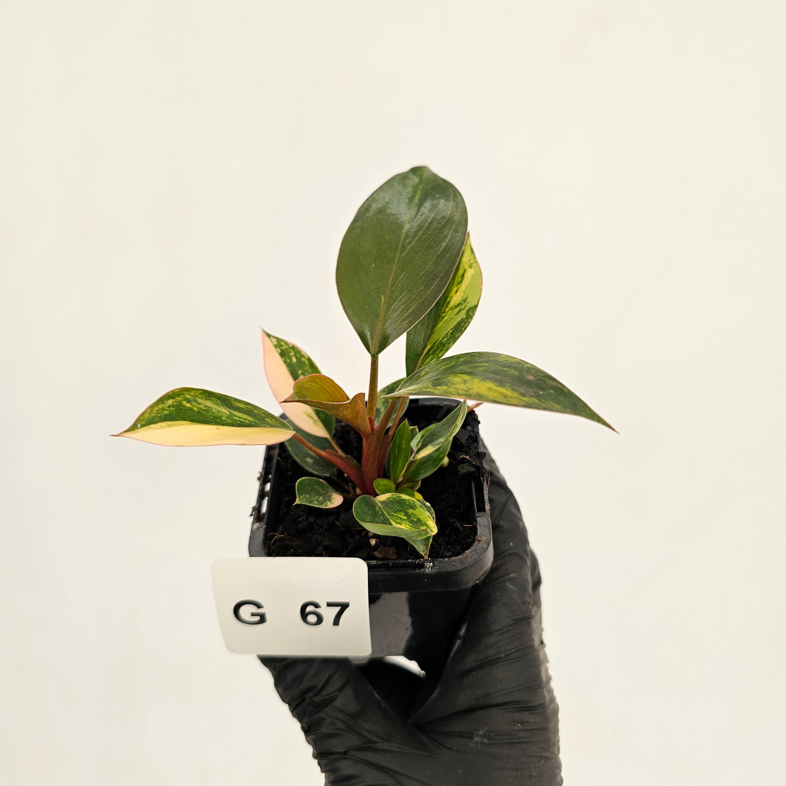 Philodendron 'Rojo Congo Variegated' - SALE
