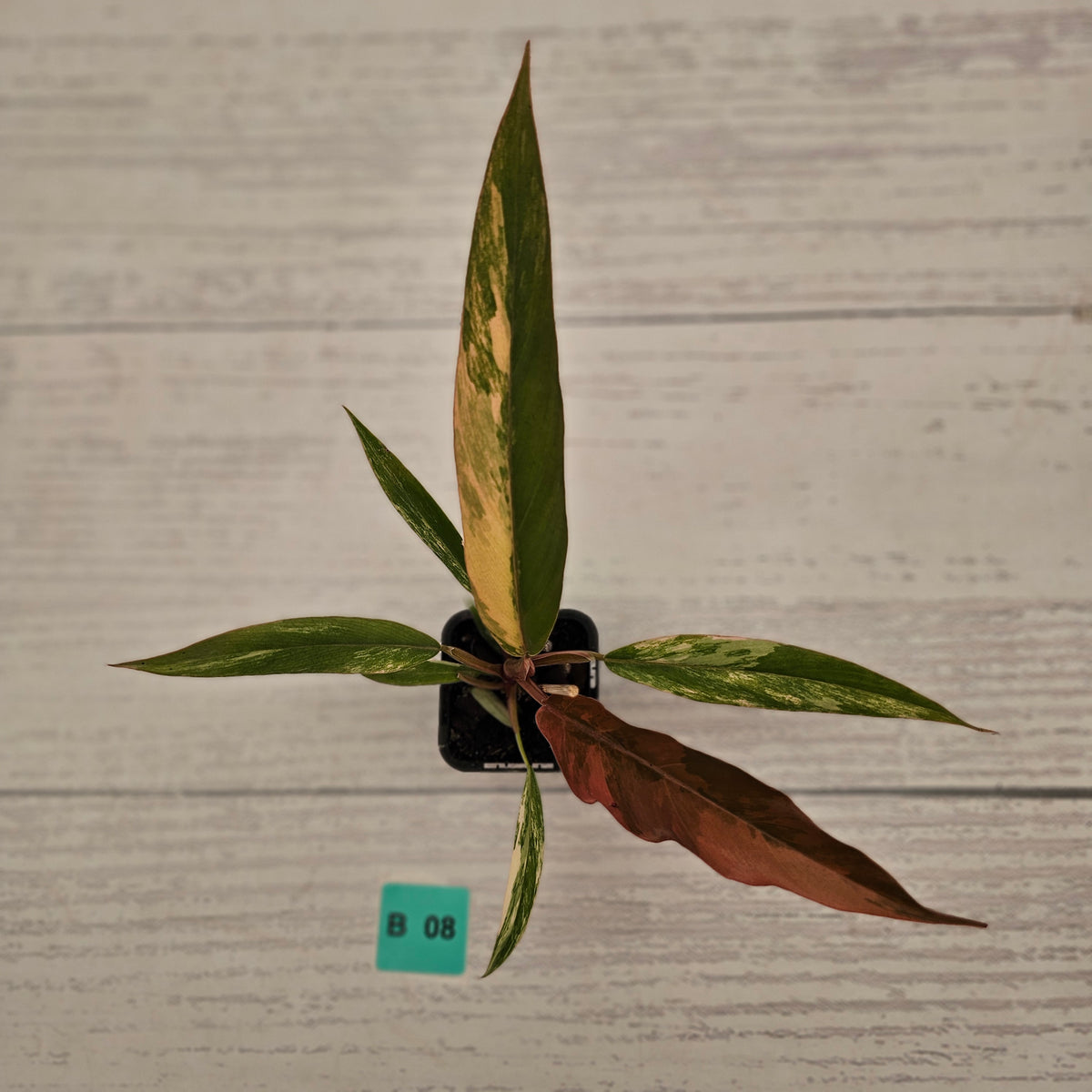 Philodendron serratum 'Caramel Marble' -flash sale