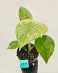 Monstera Deliciosa 'White Monster'