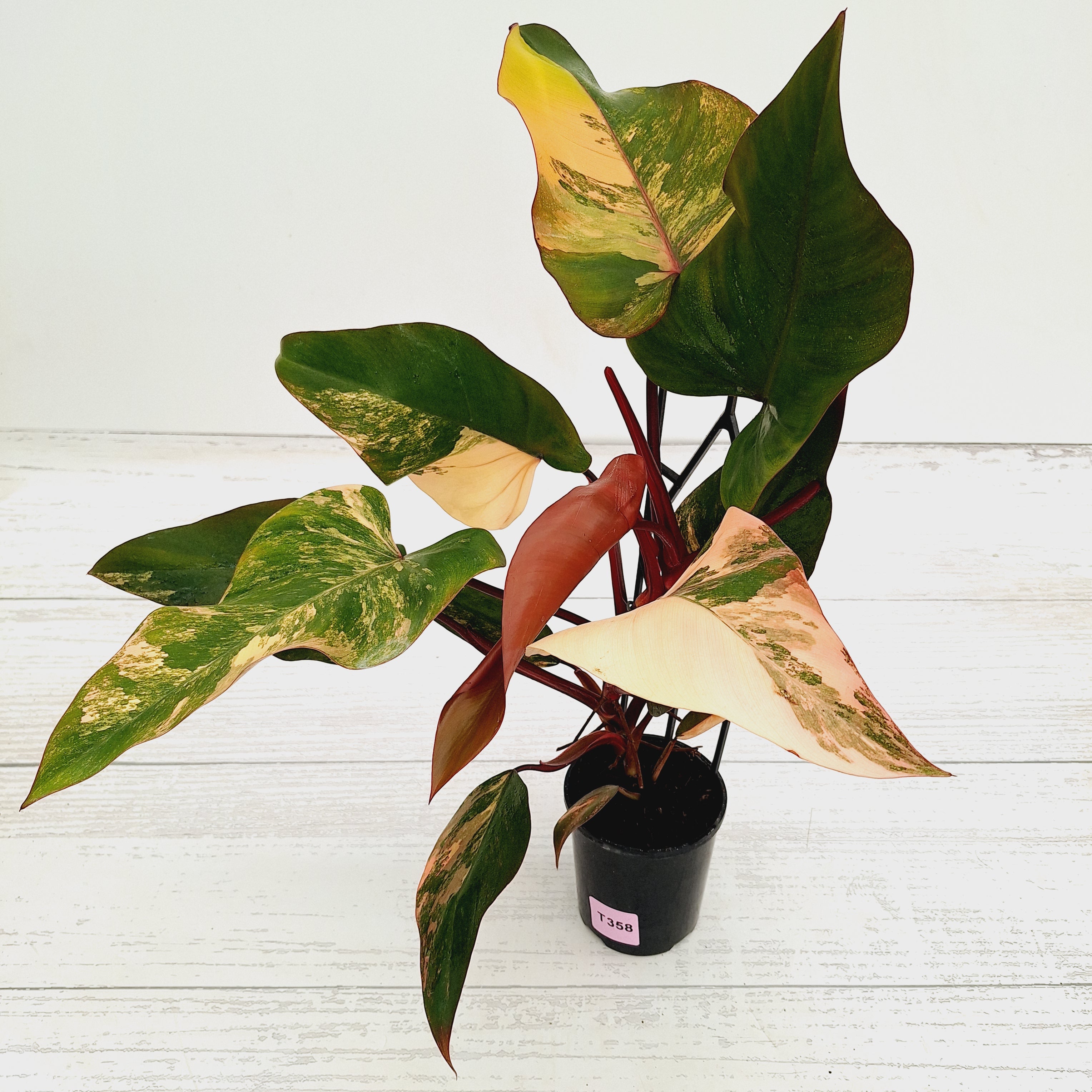 Philodendron erubescens Strawberry Shake