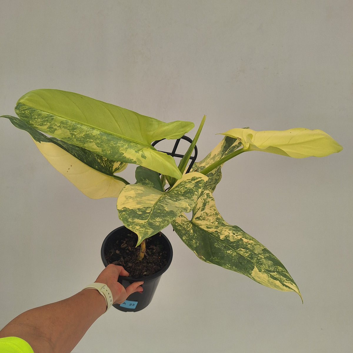 Philodendron Silver Sword Variegata